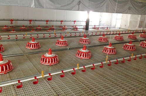 索盤(pán)環(huán)繞盤(pán)式種雞喂料系統(tǒng)